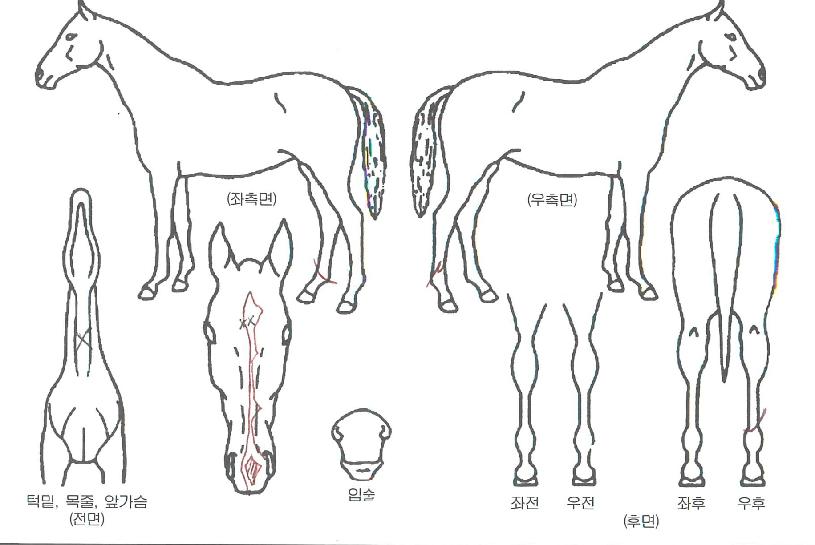 �����Ƽ�� ����,���,�޸�,�λ�,�ٸ��� Ư¡����