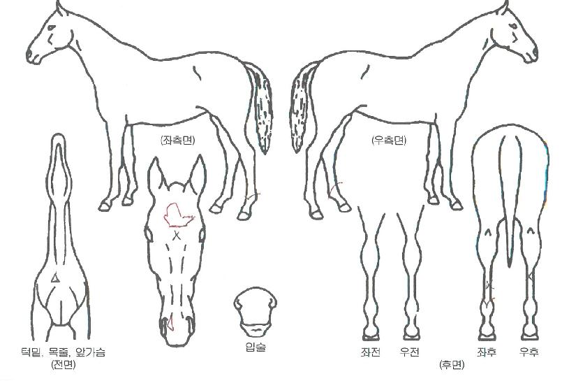 Çà¿îÁøÁÖÀÇ Ãø¸é,¿ì¸é,µÞ¸é,µÎ»ó,´Ù¸®ÀÇ Æ¯Â¡µµÇØ