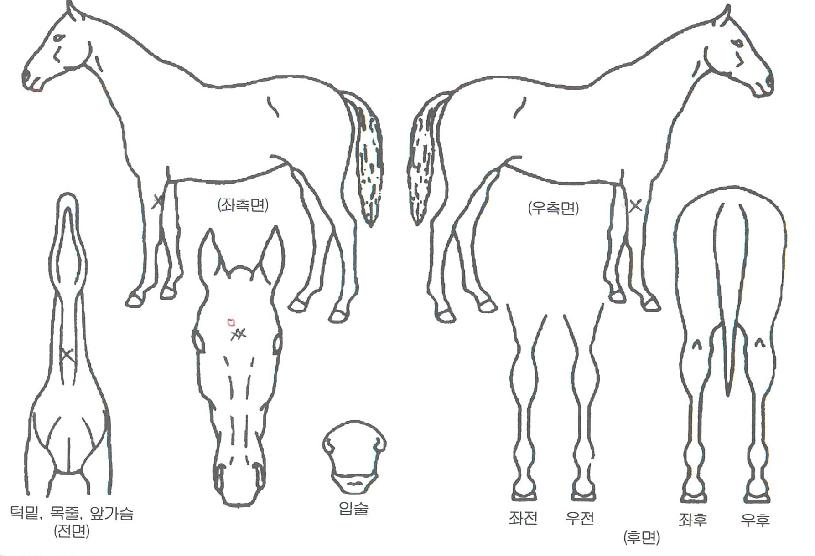 ������Ʈ��ġ�ڸ��� ����,���,�޸�,�λ�,�ٸ��� Ư¡����