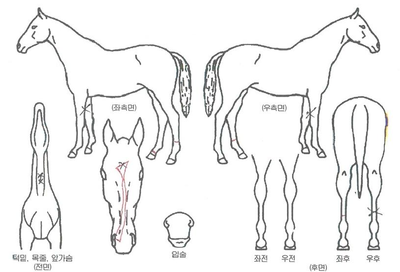 Äý¿Àºê¹®ÀÇ Ãø¸é,¿ì¸é,µÞ¸é,µÎ»ó,´Ù¸®ÀÇ Æ¯Â¡µµÇØ