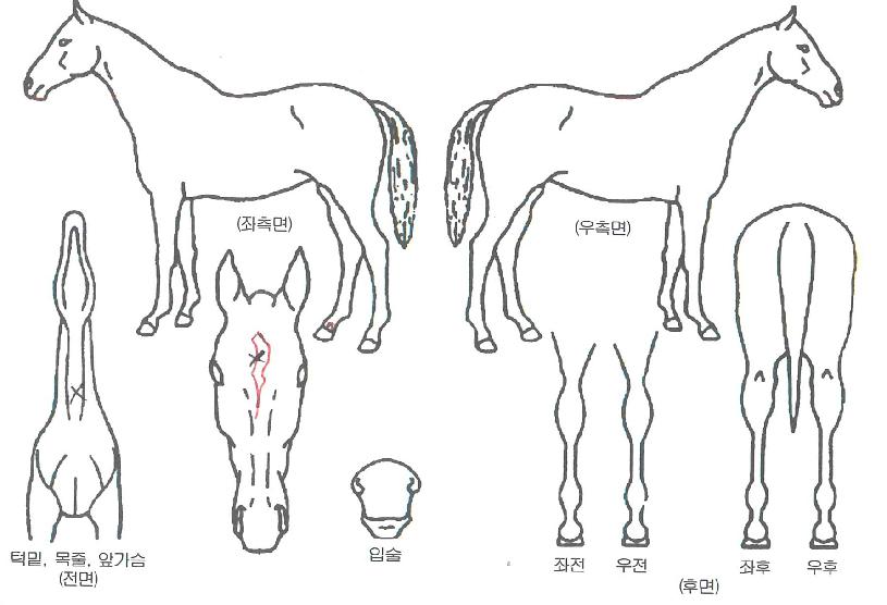 ÆÈ¹Ì¶óÀÇ Ãø¸é,¿ì¸é,µÞ¸é,µÎ»ó,´Ù¸®ÀÇ Æ¯Â¡µµÇØ