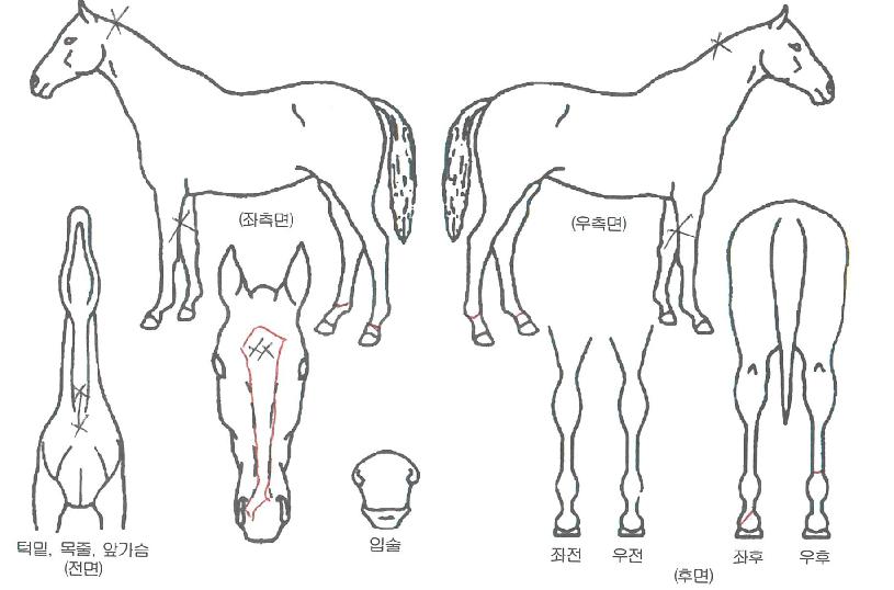 Åé¿ÀºêÄýÀÇ Ãø¸é,¿ì¸é,µÞ¸é,µÎ»ó,´Ù¸®ÀÇ Æ¯Â¡µµÇØ
