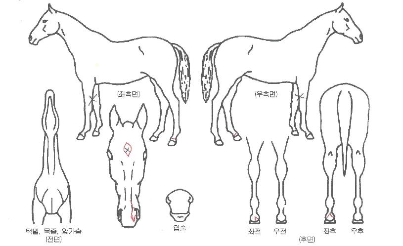 ����Ʈ�������� ����,���,�޸�,�λ�,�ٸ��� Ư¡����