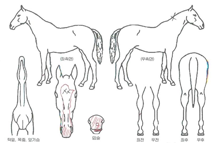 »þÅ©ÆÄƼÀÇ Ãø¸é,¿ì¸é,µÞ¸é,µÎ»ó,´Ù¸®ÀÇ Æ¯Â¡µµÇØ