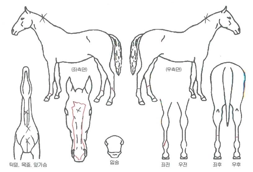 �ö��̾������ ����,���,�޸�,�λ�,�ٸ��� Ư¡����