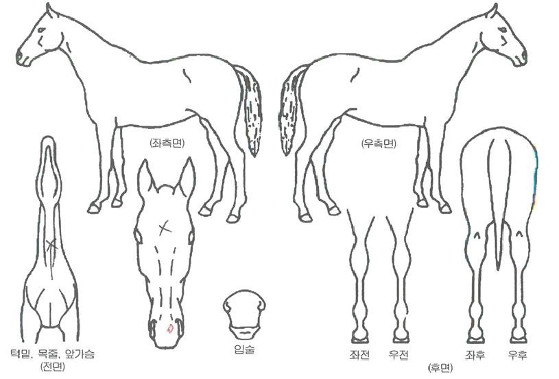 �����ٴ��� ����,���,�޸�,�λ�,�ٸ��� Ư¡����