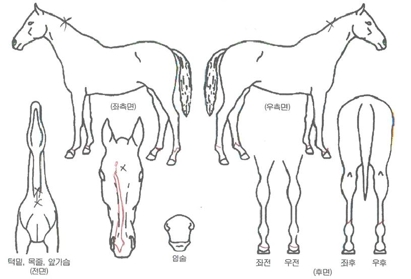 º¸¹èµ¿ÀÚÀÇ Ãø¸é,¿ì¸é,µÞ¸é,µÎ»ó,´Ù¸®ÀÇ Æ¯Â¡µµÇØ