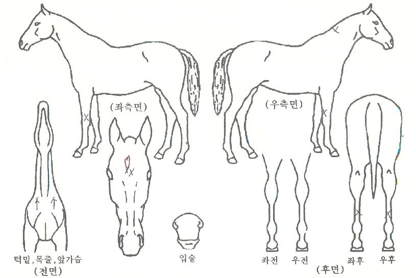 Àû½Ã¸ÇÀÇ Ãø¸é,¿ì¸é,µÞ¸é,µÎ»ó,´Ù¸®ÀÇ Æ¯Â¡µµÇØ