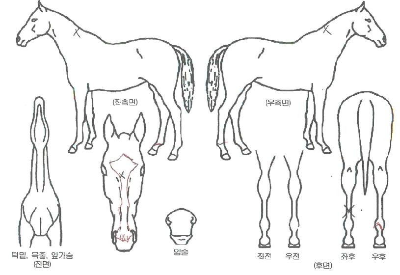 ¿ø´õ·£µåÀÇ Ãø¸é,¿ì¸é,µÞ¸é,µÎ»ó,´Ù¸®ÀÇ Æ¯Â¡µµÇØ