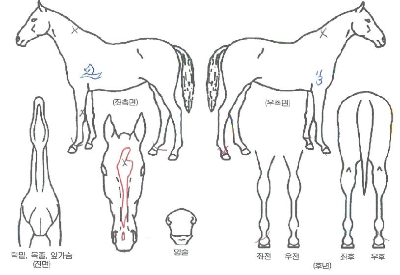 ´É·ÂÃæ¸¸ÀÚ¸¶ÀÇ Ãø¸é,¿ì¸é,µÞ¸é,µÎ»ó,´Ù¸®ÀÇ Æ¯Â¡µµÇØ