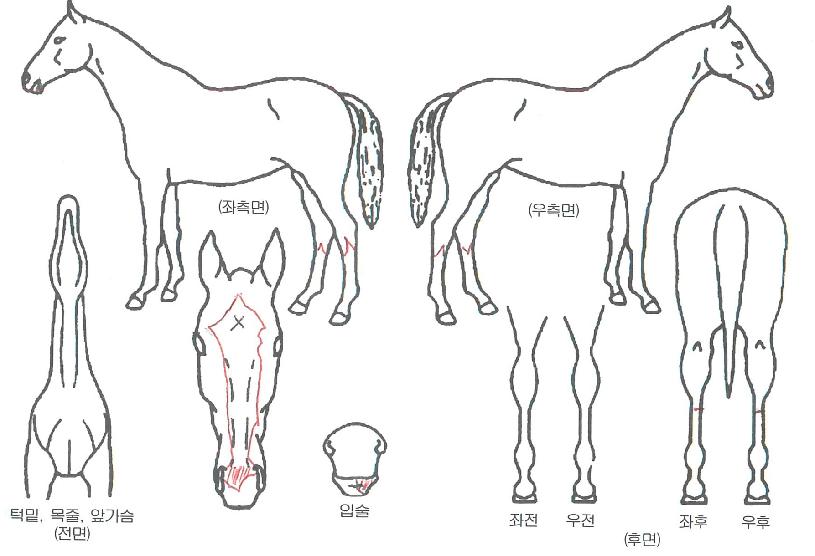 ĸƾ������ ����,���,�޸�,�λ�,�ٸ��� Ư¡����