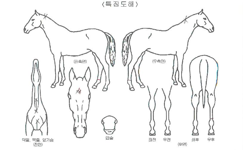 ´õÄýÀÇ Ãø¸é,¿ì¸é,µÞ¸é,µÎ»ó,´Ù¸®ÀÇ Æ¯Â¡µµÇØ