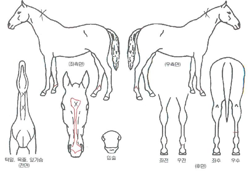 ��ī�йи��� ����,���,�޸�,�λ�,�ٸ��� Ư¡����