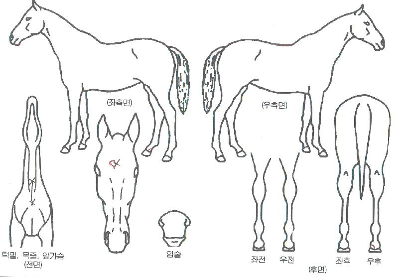 ��ü�ο����� ����,���,�޸�,�λ�,�ٸ��� Ư¡����