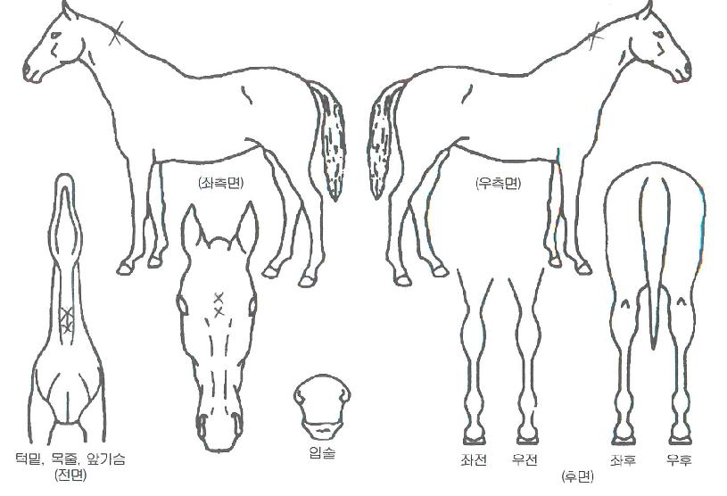 ĵµð¸ÉÀÚ¸¶ÀÇ Ãø¸é,¿ì¸é,µÞ¸é,µÎ»ó,´Ù¸®ÀÇ Æ¯Â¡µµÇØ