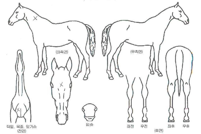 ���׿��Ǽ��� ����,���,�޸�,�λ�,�ٸ��� Ư¡����