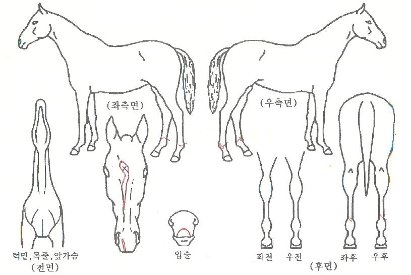 ���̾�巡���� ����,���,�޸�,�λ�,�ٸ��� Ư¡����