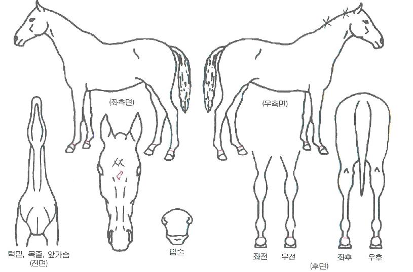 �����깮�����ڸ��� ����,���,�޸�,�λ�,�ٸ��� Ư¡����