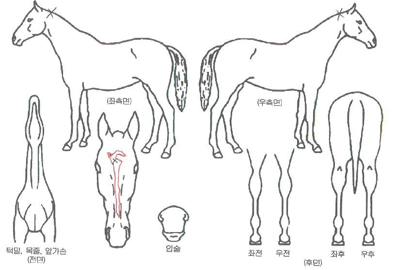 �ٴٹٶ��� ����,���,�޸�,�λ�,�ٸ��� Ư¡����