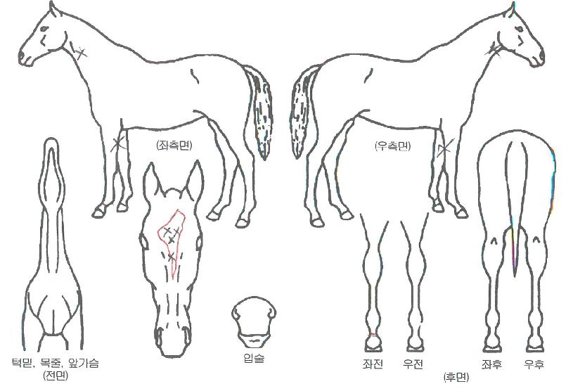 ����ķ���� ����,���,�޸�,�λ�,�ٸ��� Ư¡����