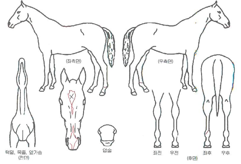 ½ºÆç¸ÞÀÌÄ¿ÀÚ¸¶ÀÇ Ãø¸é,¿ì¸é,µÞ¸é,µÎ»ó,´Ù¸®ÀÇ Æ¯Â¡µµÇØ