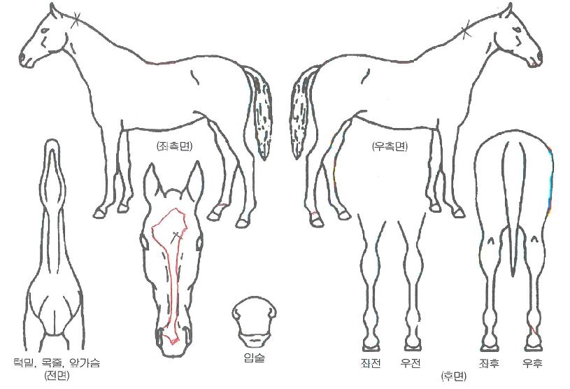 ������ ����,���,�޸�,�λ�,�ٸ��� Ư¡����