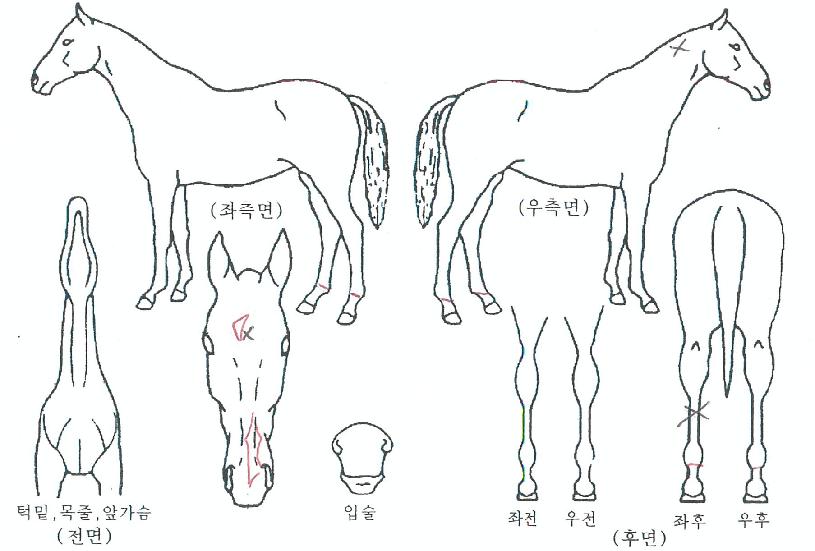 ������ǳ�ڸ��� ����,���,�޸�,�λ�,�ٸ��� Ư¡����