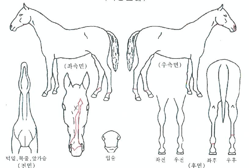 µ¿¹æºÒÆÐÀÇ Ãø¸é,¿ì¸é,µÞ¸é,µÎ»ó,´Ù¸®ÀÇ Æ¯Â¡µµÇØ