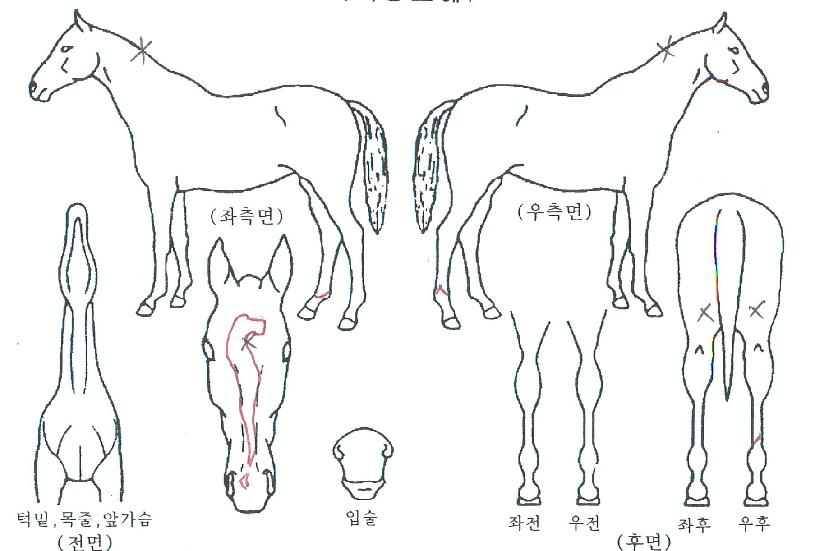 ���ٽ�ī�� ����,���,�޸�,�λ�,�ٸ��� Ư¡����