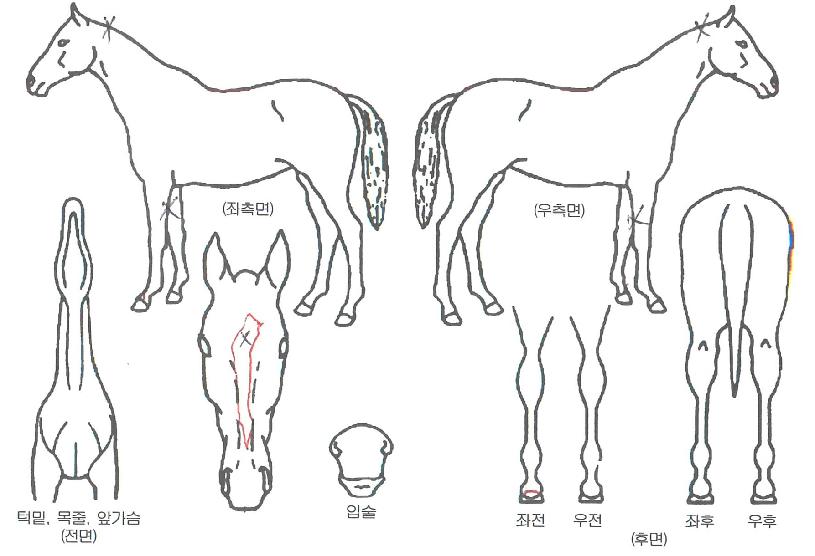 ���������� ����,���,�޸�,�λ�,�ٸ��� Ư¡����