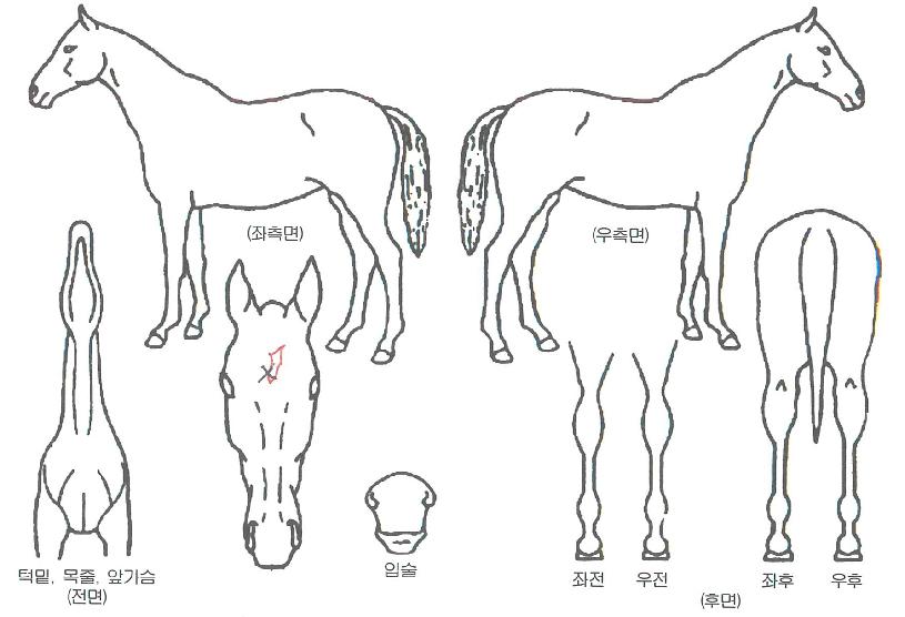 ���а����ڸ��� ����,���,�޸�,�λ�,�ٸ��� Ư¡����