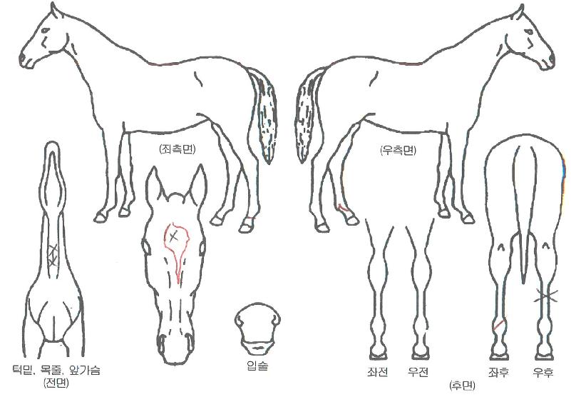 ���̾�ƮƯ���� ����,���,�޸�,�λ�,�ٸ��� Ư¡����