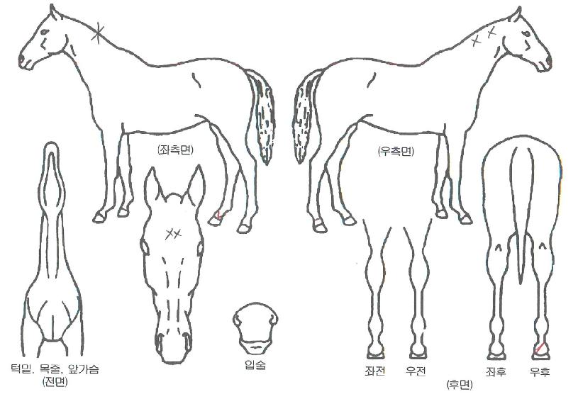 ������Ӵ��� ����,���,�޸�,�λ�,�ٸ��� Ư¡����