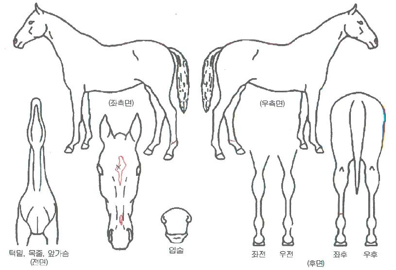 ¿£ÅÍ¿þÀÌÄýÀÇ Ãø¸é,¿ì¸é,µÞ¸é,µÎ»ó,´Ù¸®ÀÇ Æ¯Â¡µµÇØ
