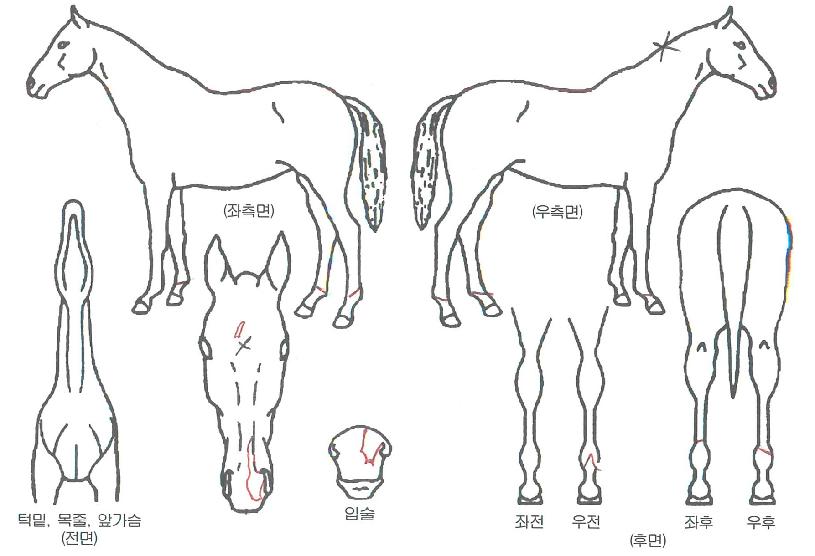 ½ºÅ¸¶óÀÎÀÇ Ãø¸é,¿ì¸é,µÞ¸é,µÎ»ó,´Ù¸®ÀÇ Æ¯Â¡µµÇØ