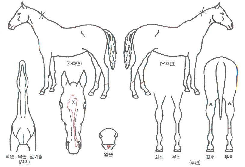 ¿ùµå¸¶Å©ÀÇ Ãø¸é,¿ì¸é,µÞ¸é,µÎ»ó,´Ù¸®ÀÇ Æ¯Â¡µµÇØ