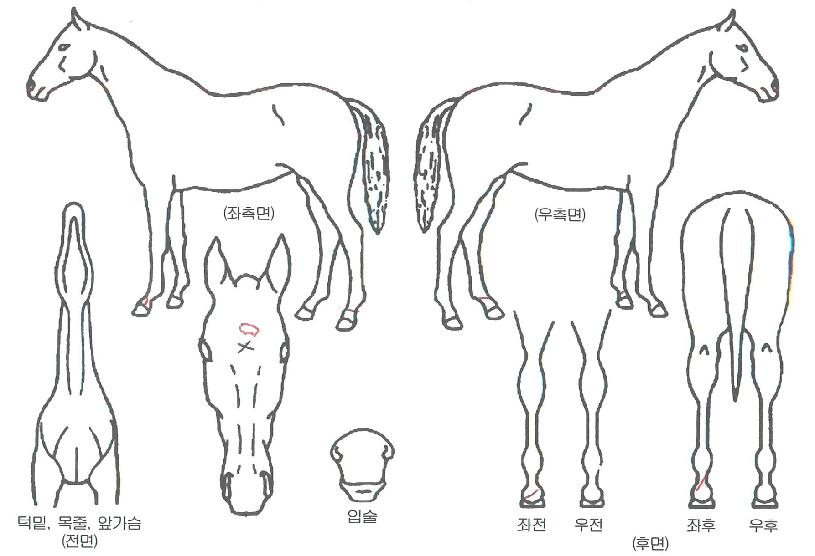 �׸������ ����,���,�޸�,�λ�,�ٸ��� Ư¡����