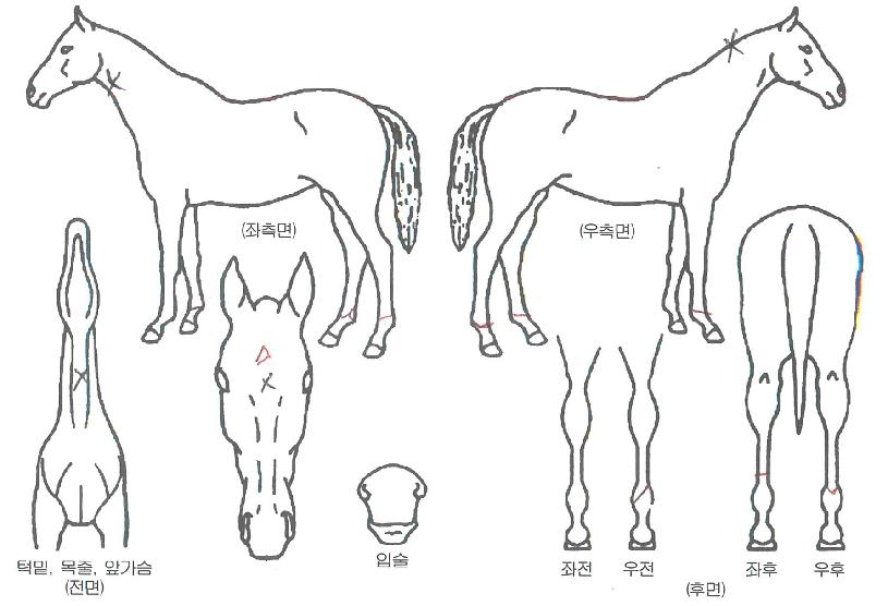 °íÁ®½ºµå¸²ÀÇ Ãø¸é,¿ì¸é,µÞ¸é,µÎ»ó,´Ù¸®ÀÇ Æ¯Â¡µµÇØ