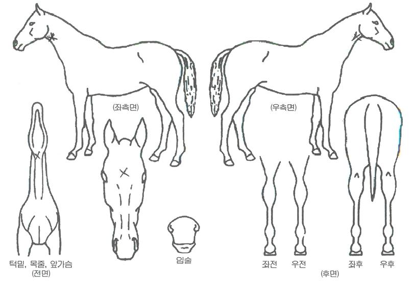 ��õ������ ����,���,�޸�,�λ�,�ٸ��� Ư¡����