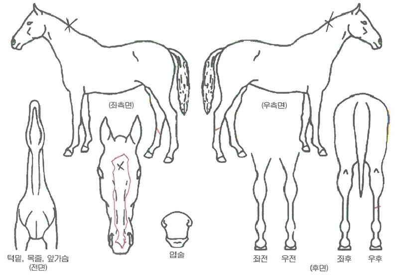 �ǹ�����ƾ�ڸ��� ����,���,�޸�,�λ�,�ٸ��� Ư¡����