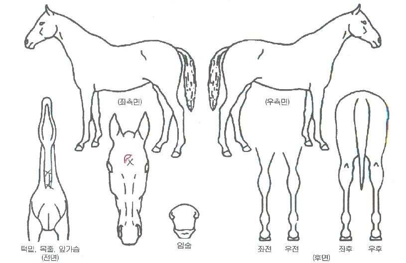 ������帲���ڸ��� ����,���,�޸�,�λ�,�ٸ��� Ư¡����