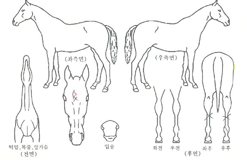 ���̺�ī�� ����,���,�޸�,�λ�,�ٸ��� Ư¡����