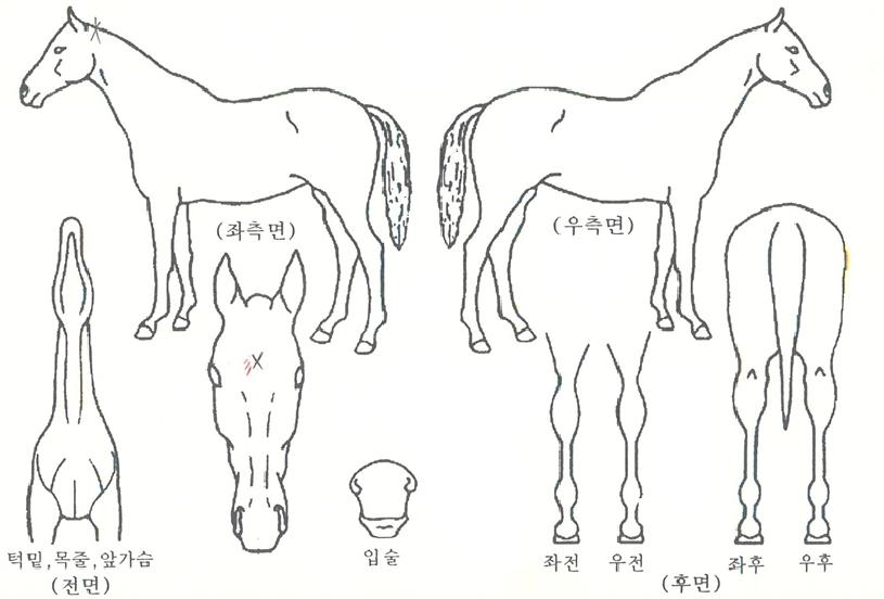 ¾ÖÇÃÁÖ½ºÀÚ¸¶ÀÇ Ãø¸é,¿ì¸é,µÞ¸é,µÎ»ó,´Ù¸®ÀÇ Æ¯Â¡µµÇØ