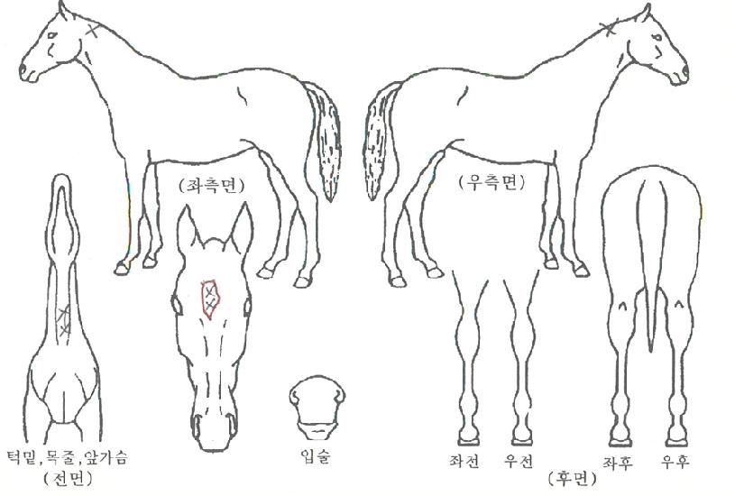Á¨Æ²¸àÁî·¹À̵ðÀÚ¸¶ÀÇ Ãø¸é,¿ì¸é,µÞ¸é,µÎ»ó,´Ù¸®ÀÇ Æ¯Â¡µµÇØ