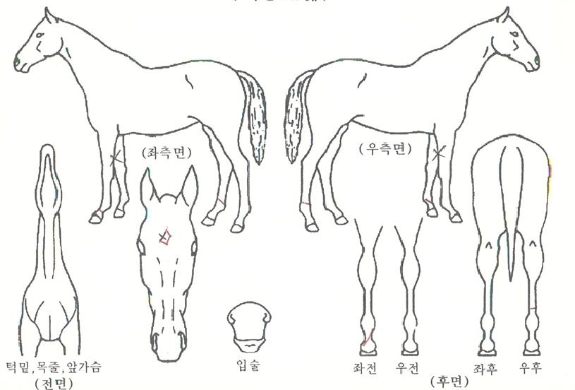 ���������� ����,���,�޸�,�λ�,�ٸ��� Ư¡����