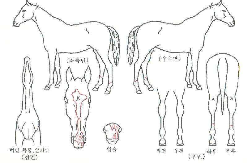 ����Ʈ��Ʋ���� ����,���,�޸�,�λ�,�ٸ��� Ư¡����