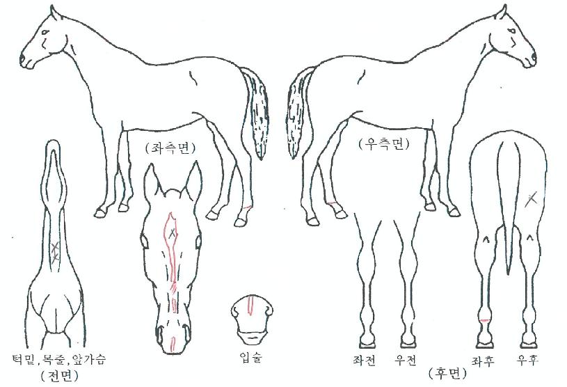 µå¸²À§³ÊÀÇ Ãø¸é,¿ì¸é,µÞ¸é,µÎ»ó,´Ù¸®ÀÇ Æ¯Â¡µµÇØ