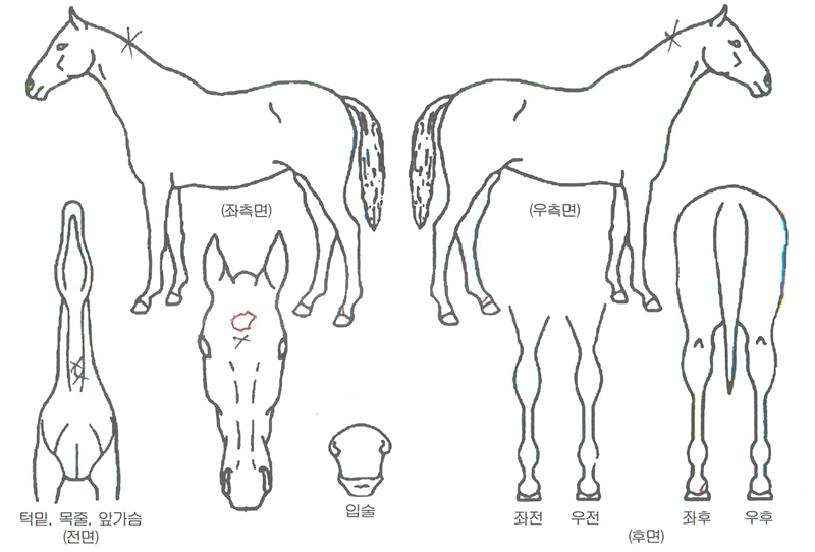 ���緣���� ����,���,�޸�,�λ�,�ٸ��� Ư¡����