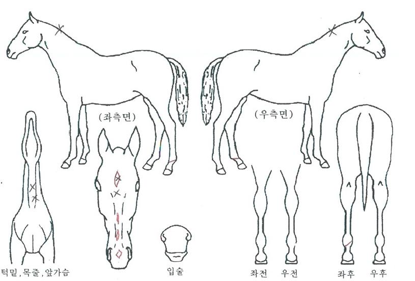 ŷ�÷�Ű�� ����,���,�޸�,�λ�,�ٸ��� Ư¡����