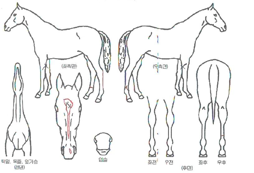 À§½Ã¹Ì·°ÀÇ Ãø¸é,¿ì¸é,µÞ¸é,µÎ»ó,´Ù¸®ÀÇ Æ¯Â¡µµÇØ